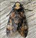 1973 Deaths-head Hawk-moth